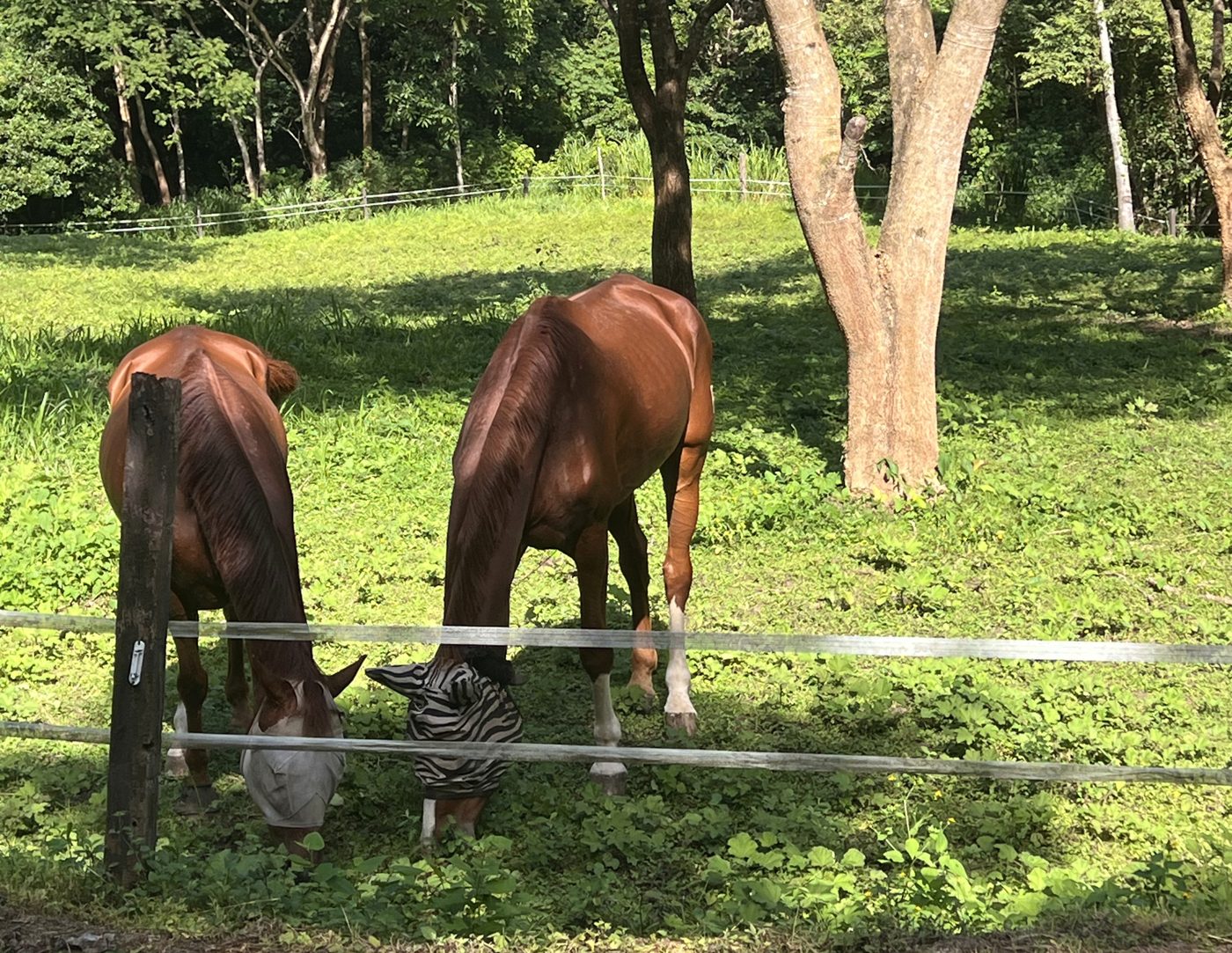 Two horses with fly masks grazing by the pasture fence