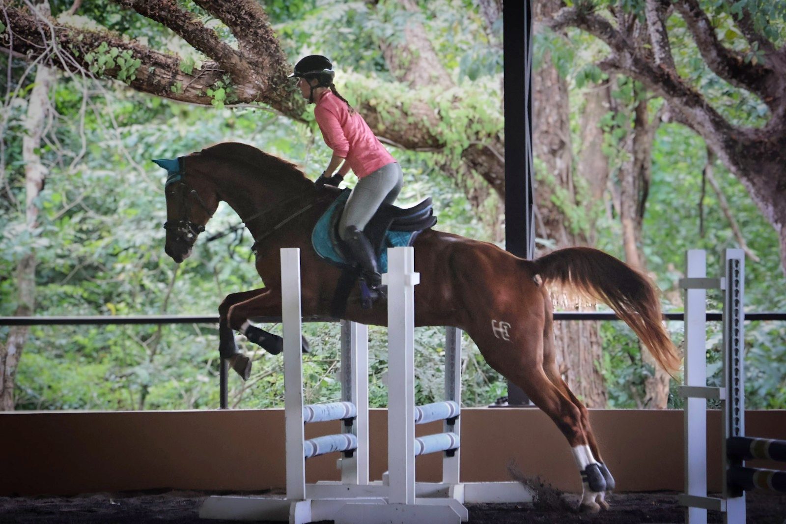 Rider jumping a chestnut horse in the jungle arena