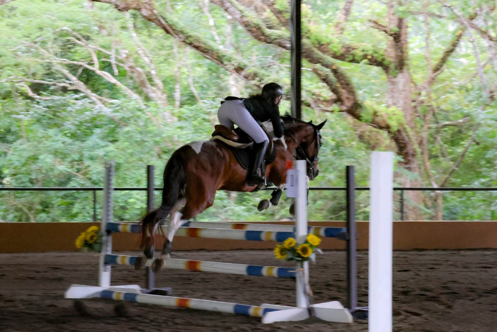 Rider jumping in the arena under the trees